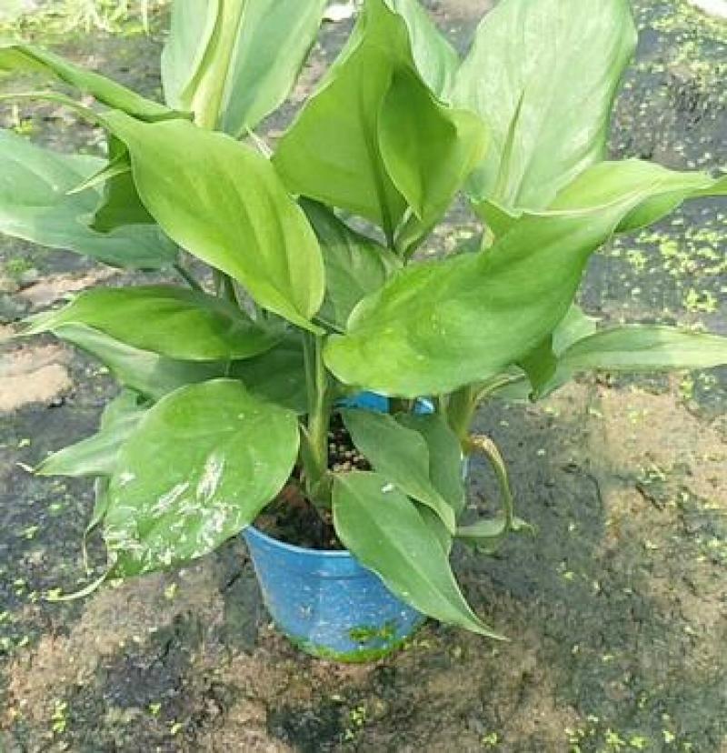 万年青盆栽绿植室内客厅植物好养吸甲醛净化空气