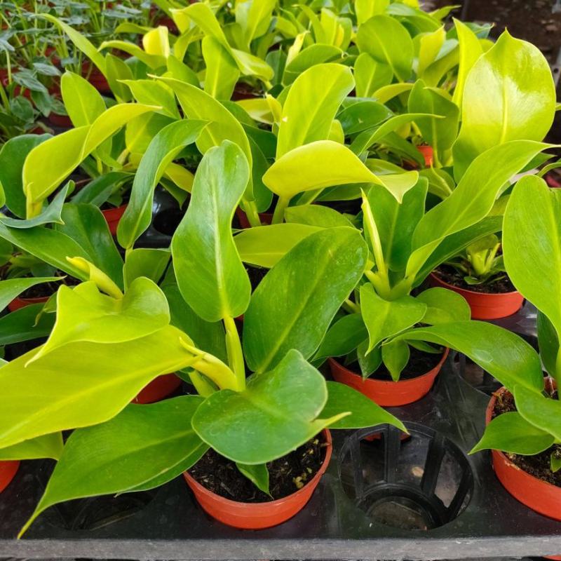 万年青盆栽绿植室内客厅植物好养吸甲醛净化空气
