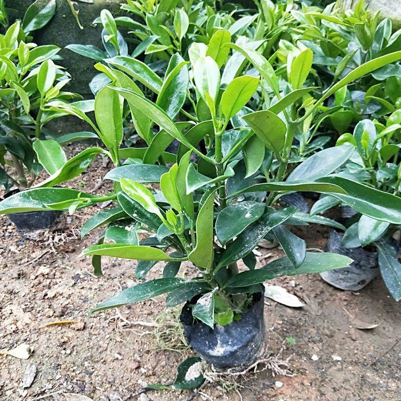 非洲茉莉盆栽室内办公客厅阳台四季绿植花卉助睡眠净化空气