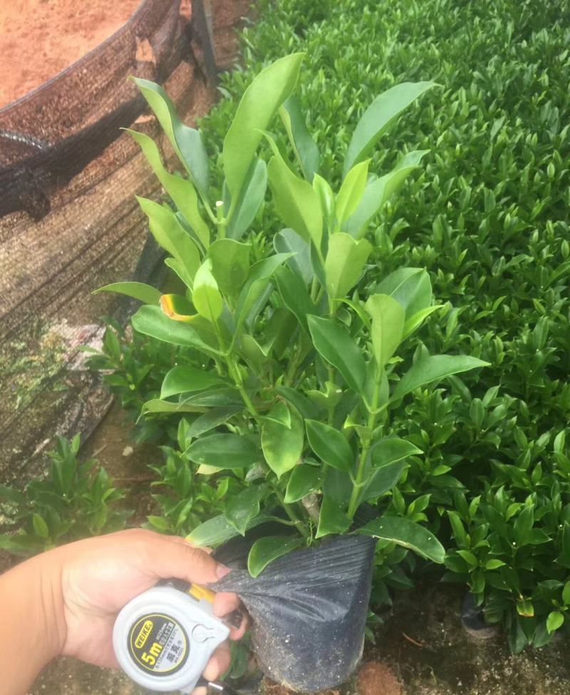非洲茉莉盆栽室内办公客厅阳台四季绿植花卉助睡眠净化空气