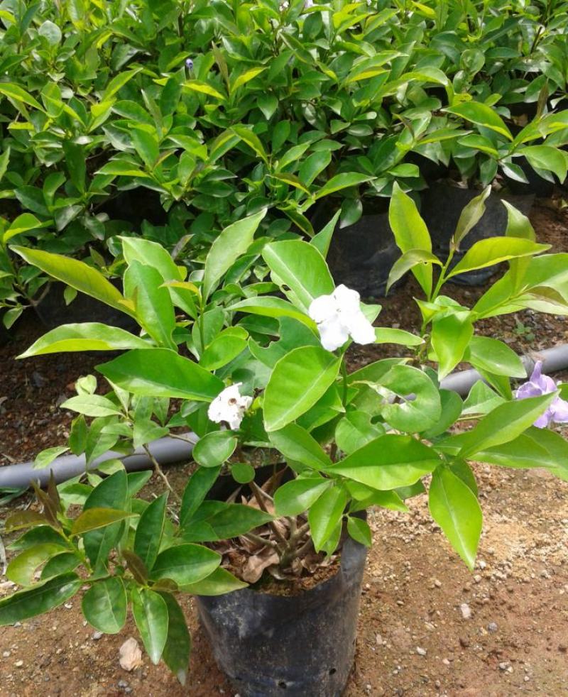 非洲茉莉盆栽室内办公客厅阳台四季绿植花卉助睡眠净化空气