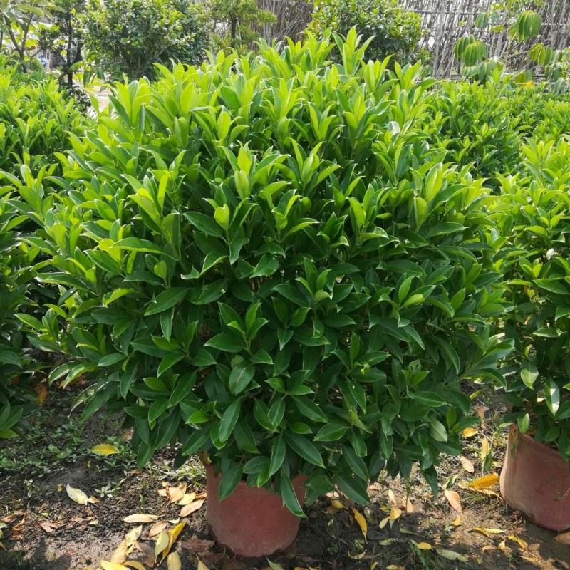 非洲茉莉盆栽室内办公客厅阳台四季绿植花卉助睡眠净化空气