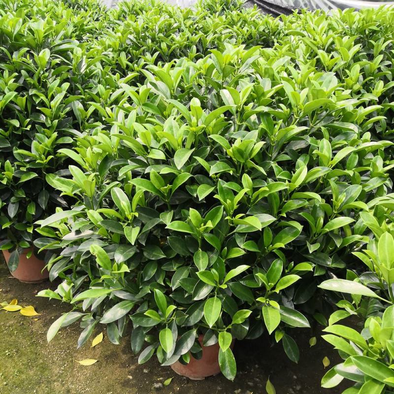 非洲茉莉盆栽室内办公客厅阳台四季绿植花卉助睡眠净化空气
