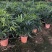 棕竹盆栽招财植物树室内外绿植观音竹四季常青绿化净化空气