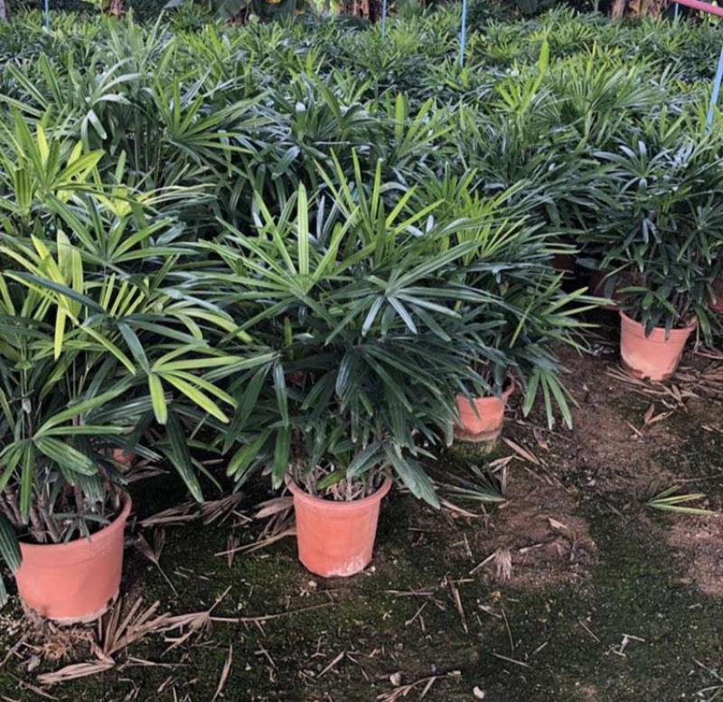 棕竹盆栽招财植物树室内外绿植观音竹四季常青绿化净化空气