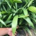 棕竹盆栽招财植物树室内外绿植观音竹四季常青绿化净化空气