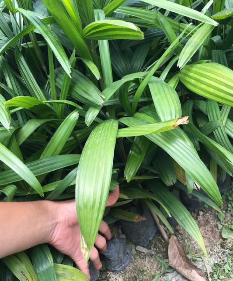 棕竹盆栽招财植物树室内外绿植观音竹四季常青绿化净化空气
