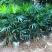 棕竹盆栽招财植物树室内外绿植观音竹四季常青绿化净化空气