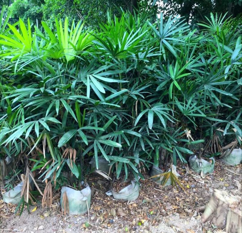 棕竹盆栽招财植物树室内外绿植观音竹四季常青绿化净化空气