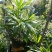 棕竹盆栽招财植物树室内外绿植观音竹四季常青绿化净化空气