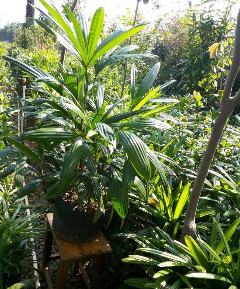 棕竹盆栽招财植物树室内外绿植观音竹四季常青绿化净化空气