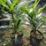 棕竹盆栽招财植物树室内外绿植观音竹四季常青绿化净化空气