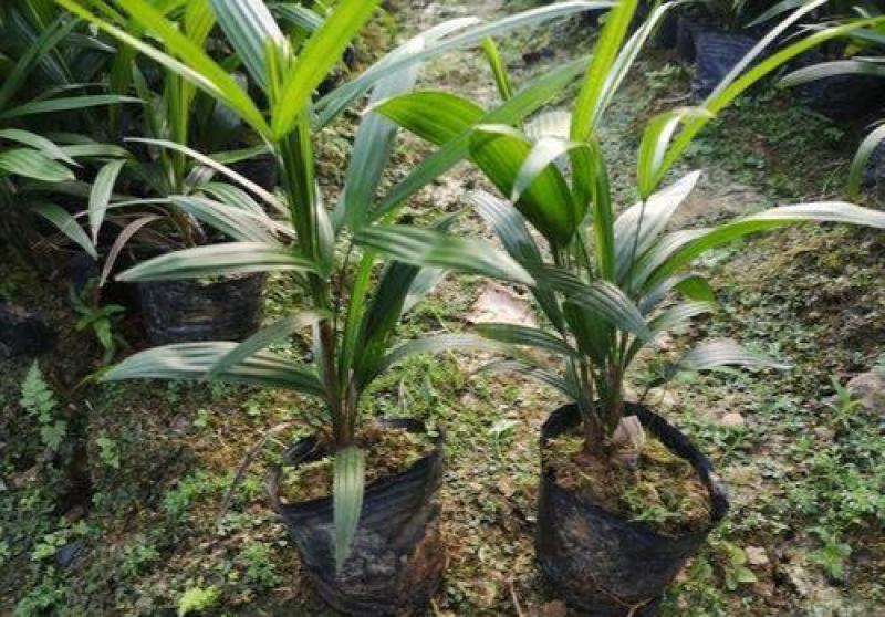 棕竹盆栽招财植物树室内外绿植观音竹四季常青绿化净化空气