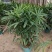 棕竹盆栽招财植物树室内外绿植观音竹四季常青绿化净化空气