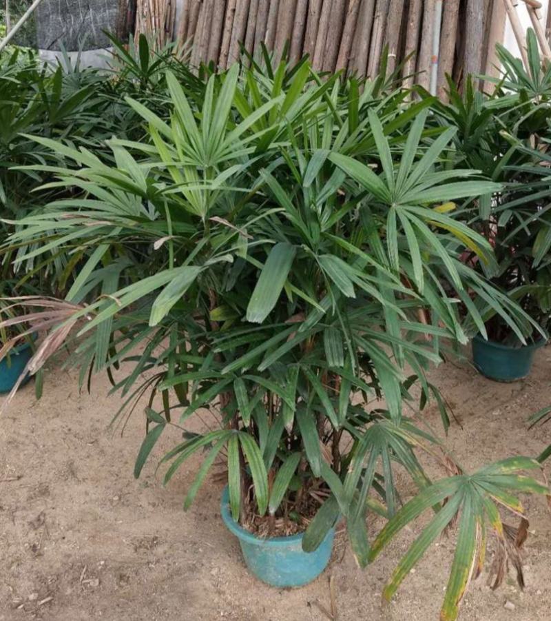 棕竹盆栽招财植物树室内外绿植观音竹四季常青绿化净化空气