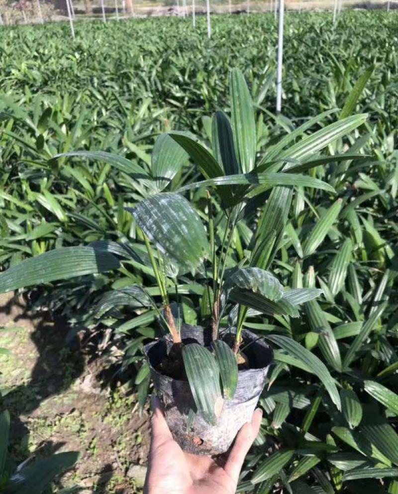 棕竹盆栽招财植物树室内外绿植观音竹四季常青绿化净化空气