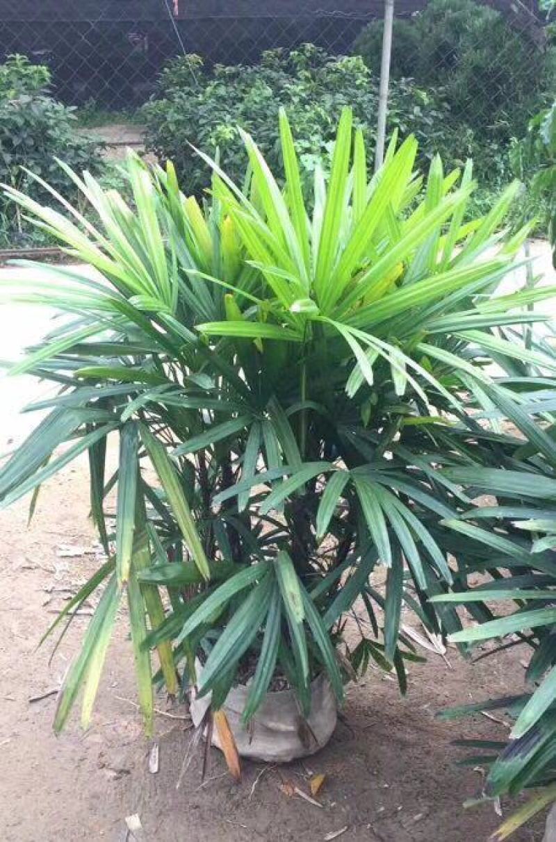 棕竹盆栽招财植物树室内外绿植观音竹四季常青绿化净化空气