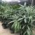 棕竹盆栽招财植物树室内外绿植观音竹四季常青绿化净化空气