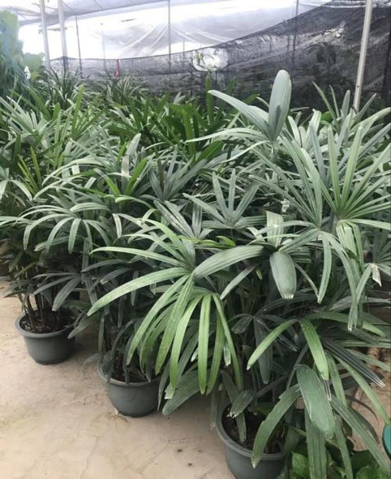 棕竹盆栽招财植物树室内外绿植观音竹四季常青绿化净化空气