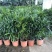 棕竹盆栽招财植物树室内外绿植观音竹四季常青绿化净化空气