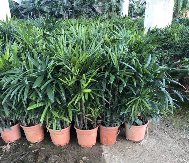 棕竹盆栽招财植物树室内外绿植观音竹四季常青绿化净化空气