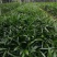 棕竹盆栽招财植物树室内外绿植观音竹四季常青绿化净化空气