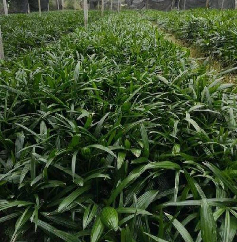 棕竹盆栽招财植物树室内外绿植观音竹四季常青绿化净化空气