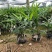 棕竹盆栽招财植物树室内外绿植观音竹四季常青绿化净化空气