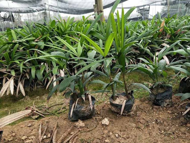 棕竹盆栽招财植物树室内外绿植观音竹四季常青绿化净化空气