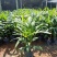 棕竹盆栽招财植物树室内外绿植观音竹四季常青绿化净化空气