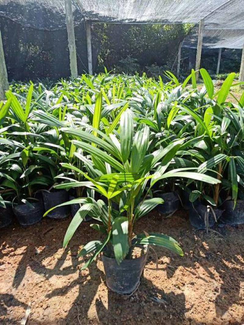 棕竹盆栽招财植物树室内外绿植观音竹四季常青绿化净化空气