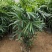 棕竹盆栽招财植物树室内外绿植观音竹四季常青绿化净化空气
