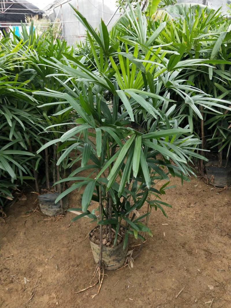 棕竹盆栽招财植物树室内外绿植观音竹四季常青绿化净化空气