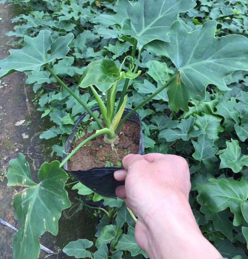 春羽盆栽观叶植物办公室阳台室内外北欧布景除甲醛净化空气
