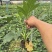 春羽盆栽观叶植物办公室阳台室内外北欧布景除甲醛净化空气