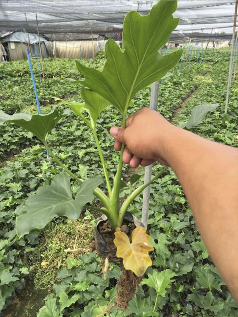 春羽盆栽观叶植物办公室阳台室内外北欧布景除甲醛净化空气