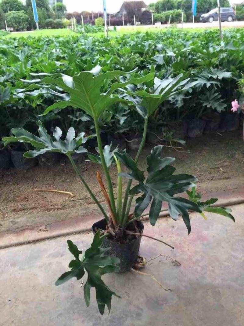 春羽盆栽观叶植物办公室阳台室内外北欧布景除甲醛净化空气