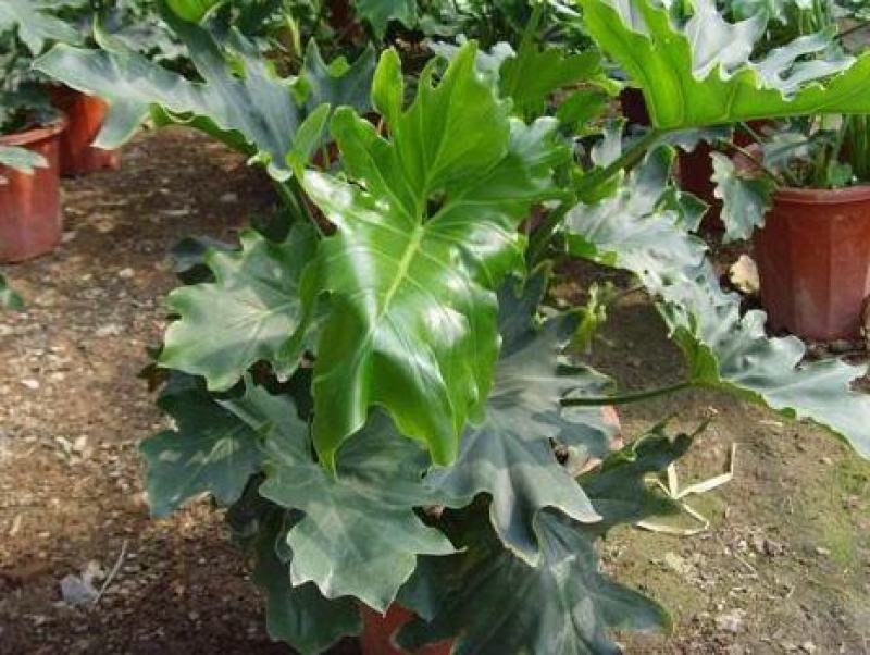 春羽盆栽观叶植物办公室阳台室内外北欧布景除甲醛净化空气