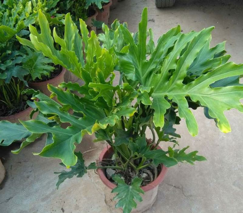 春羽盆栽观叶植物办公室阳台室内外北欧布景除甲醛净化空气