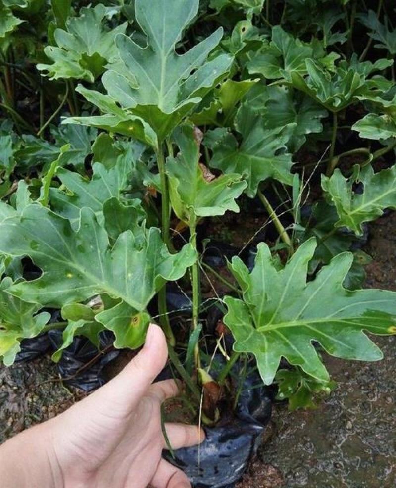 春羽盆栽观叶植物办公室阳台室内外北欧布景除甲醛净化空气