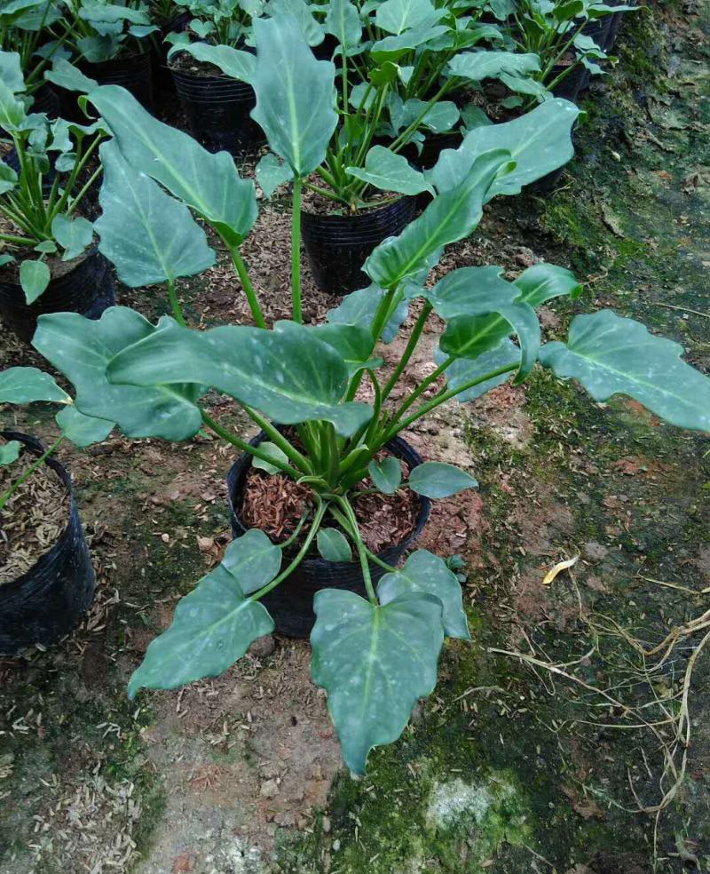春羽盆栽观叶植物办公室阳台室内外北欧布景除甲醛净化空气