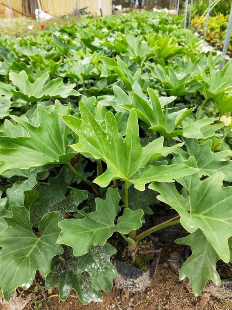 春羽盆栽观叶植物办公室阳台室内外北欧布景除甲醛净化空气