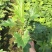 春羽盆栽观叶植物办公室阳台室内外北欧布景除甲醛净化空气