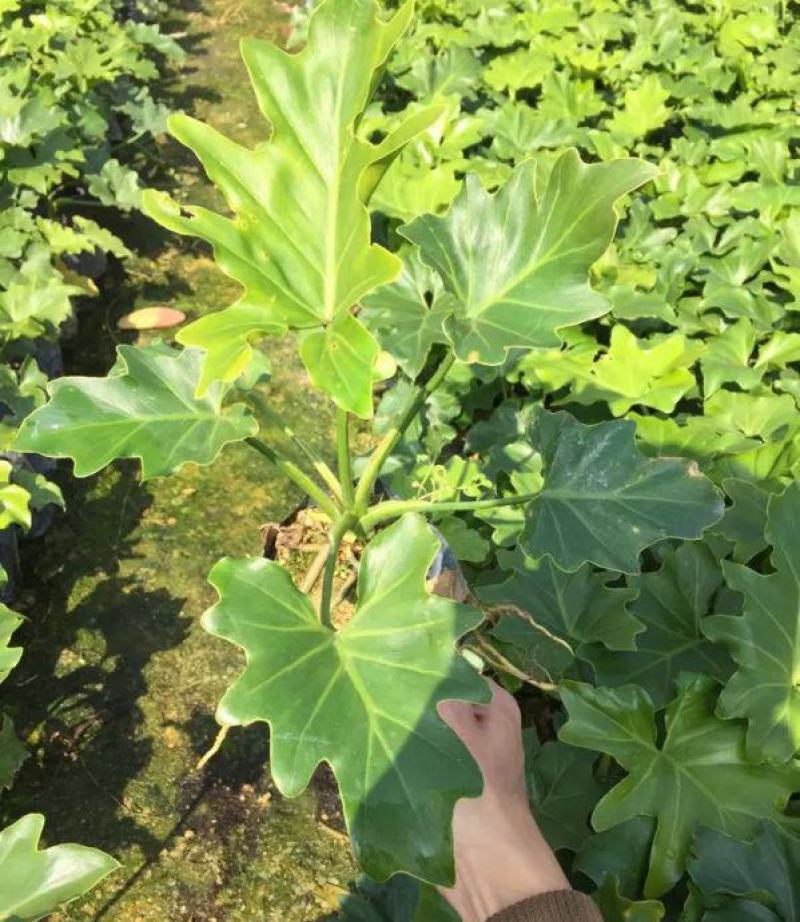 春羽盆栽观叶植物办公室阳台室内外北欧布景除甲醛净化空气