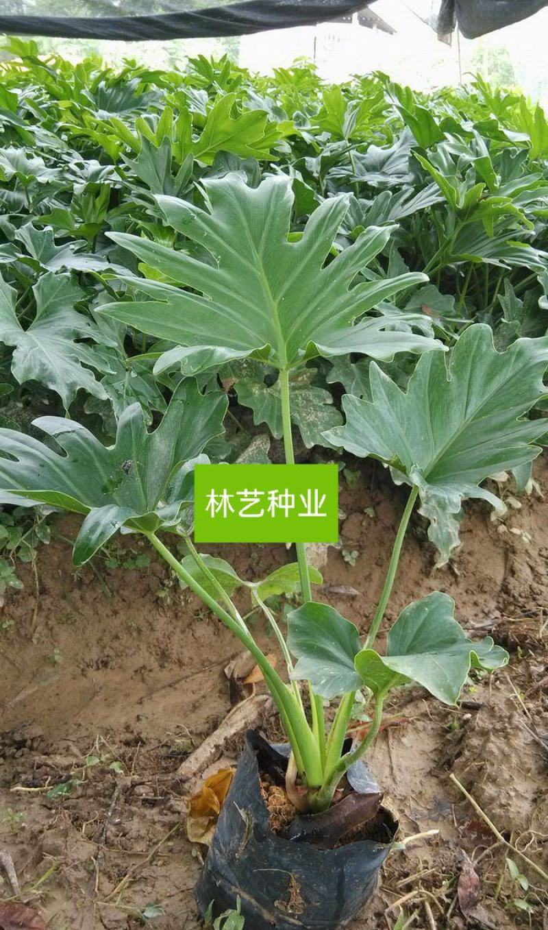 春羽盆栽观叶植物办公室阳台室内外北欧布景除甲醛净化空气