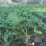 春羽盆栽观叶植物办公室阳台室内外北欧布景除甲醛净化空气