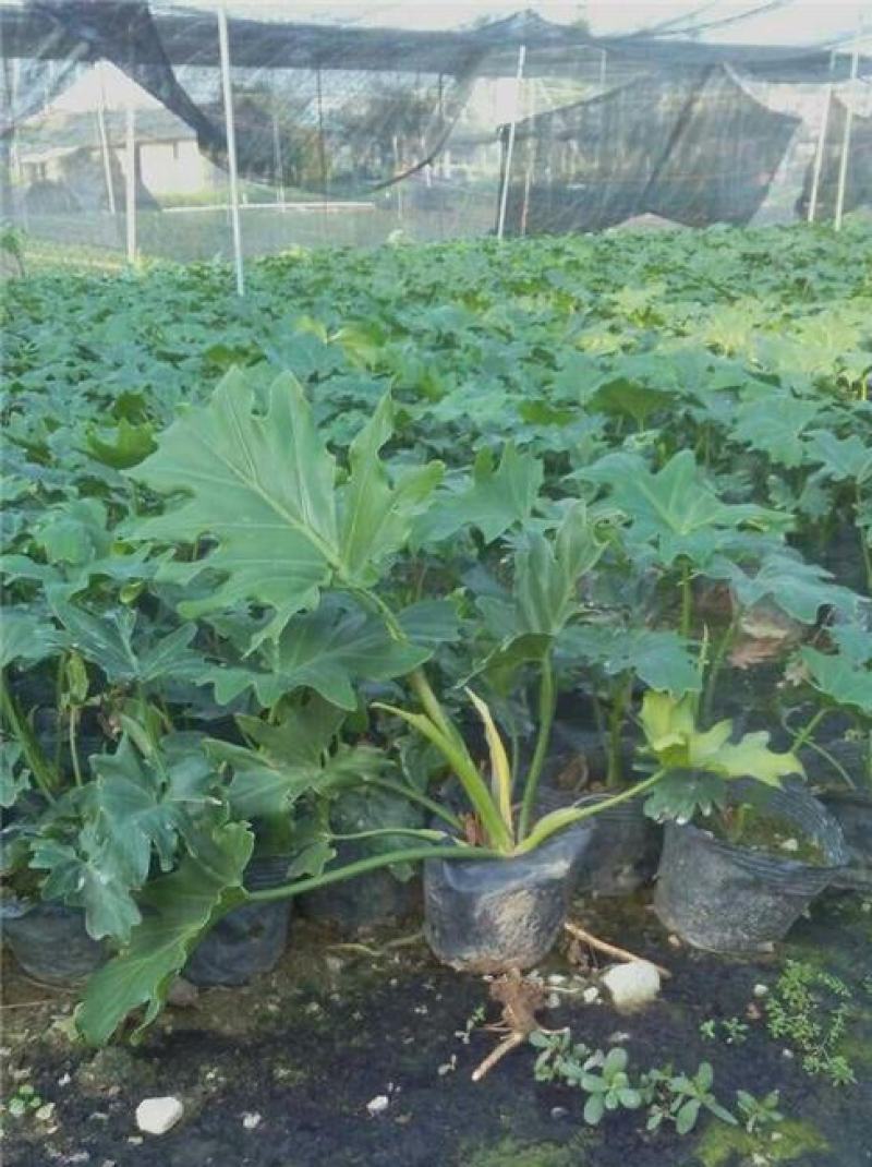 春羽盆栽观叶植物办公室阳台室内外北欧布景除甲醛净化空气