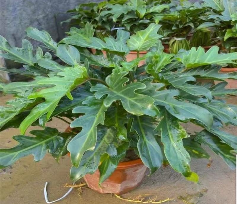 春羽盆栽观叶植物办公室阳台室内外北欧布景除甲醛净化空气
