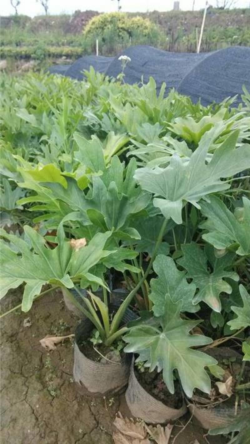 春羽盆栽观叶植物办公室阳台室内外北欧布景除甲醛净化空气