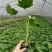 春羽盆栽观叶植物办公室阳台室内外北欧布景除甲醛净化空气